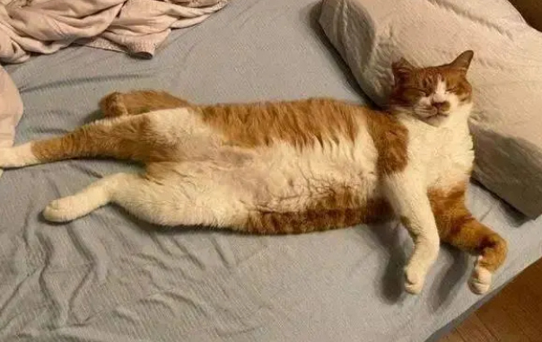 猫咪为什么不睡猫窝?原来它最喜欢的地方是这 猫咪为什么不睡猫窝?原来它最喜欢的地方是这