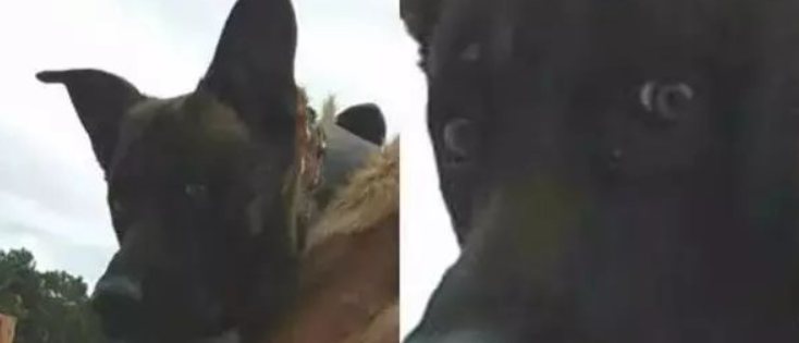 德牧在接受训练时认出嫌犯，接下来笑死人了