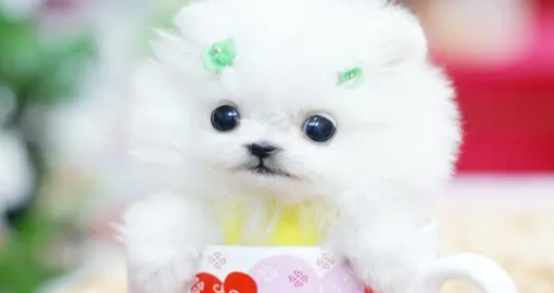 好奇?茶杯犬为什么长不大? 好奇?茶杯犬为什么长不大?