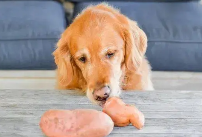 狗能吃红薯吗1