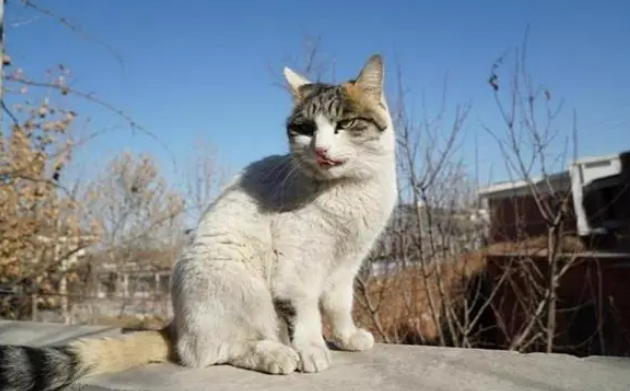 旺滴静:猫咪体外驱虫这样做,轻松解决跳蚤问题 旺滴静:猫咪体外驱虫这样做,轻松解决跳蚤问题