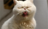猫咪呕吐怎么办