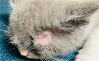 猫藓怎么治疗