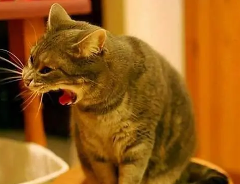 猫为什么会吐