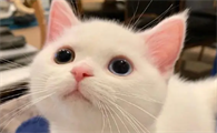 猫传腹是怎么得的 有传染性吗