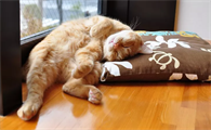 猫咪躺着的时候甩尾巴是咋回事啊