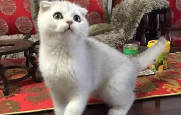 猫咪折耳和假立耳怎么辨别，你一定要知道