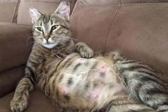 母猫分泌透明液体是什么