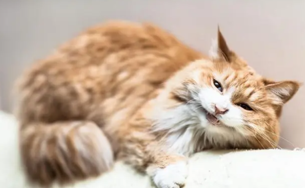 小猫得了猫瘟怎么办呢