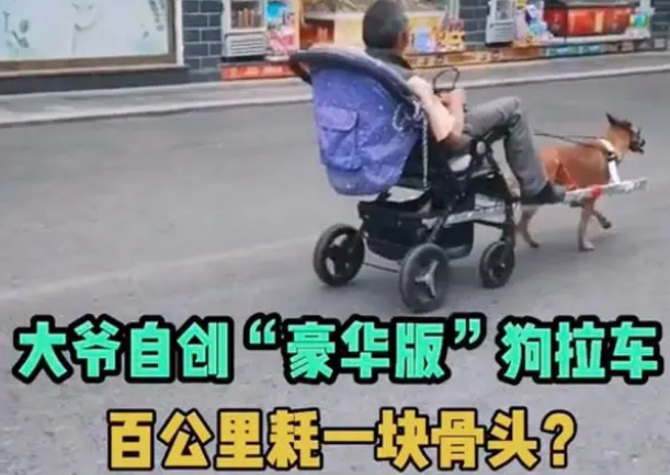 云南昭通：一大爷自创“豪华版”狗拉车上路