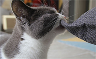 猫怎么会得传腹