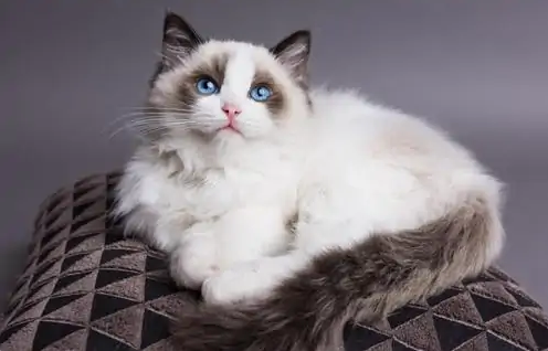 猫咪心脏病吃药可以维持多久呢