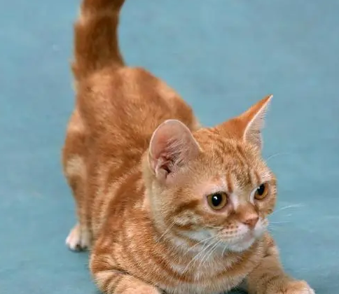 猫翘尾巴是开心还是不开心呢 猫翘尾巴是开心还是不开心呢