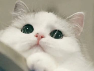小猫出生多久可以打针 小猫出生多久可以打针