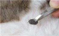 宠物猫有寄生虫吗