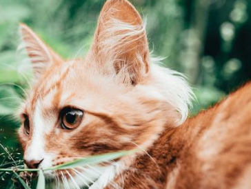 猫几个月下崽最好 猫几个月下崽最好