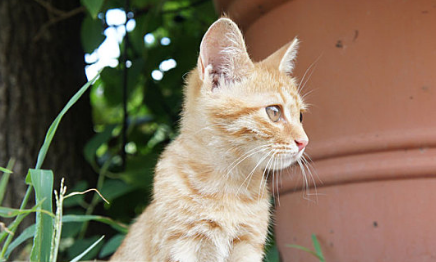 猫咪感冒了有什么症状表现