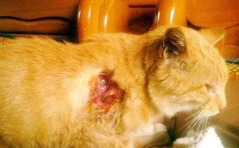 猫咪受伤了应该怎么办 猫咪受伤了应该怎么办