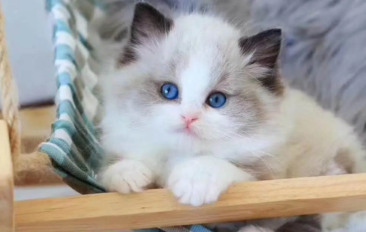 布偶猫怎么爆毛?这三点一定要知道 布偶猫怎么爆毛?这三点一定要知道