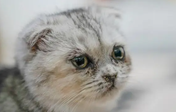 猫感冒流黄鼻涕打喷嚏吃什么药可以好