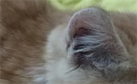猫耳螨要天天洗吗还是隔一天洗