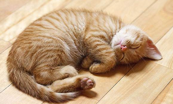 猫咪软便带血 猫咪软便带血