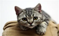 猫咪吃喝正常但就是口臭