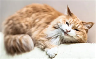 猫咪得了传腹还能活多久啊