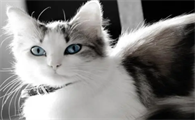 小猫多大做驱虫比较好