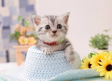 猫咪刨水碗是什么意思啊 猫咪刨水碗是什么意思啊