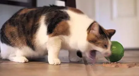 猫咪吐毛球的症状有哪些 猫咪吐毛球的症状有哪些