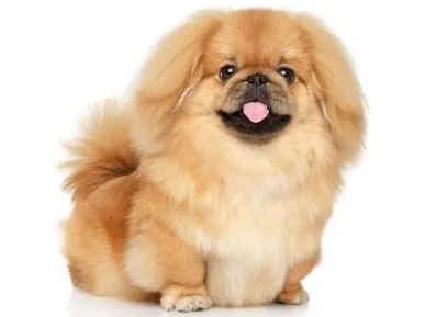 狗断尾尾巴肿了溃烂怎么办呀？