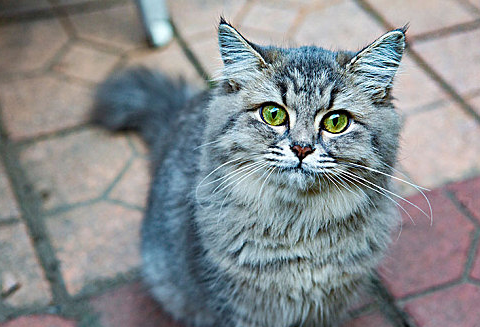 猫皮肤上有红色血斑块是什么