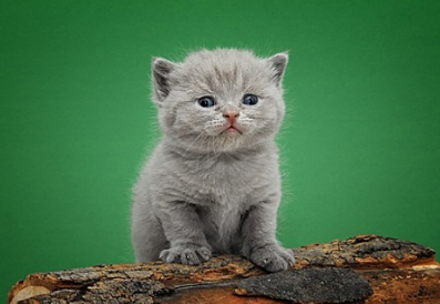 猫咪吃草吐了是怎么回事