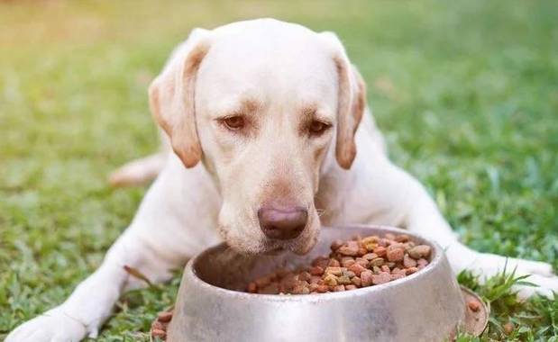 狗狗吃什么零食最好最健康”