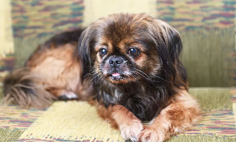 小狗犬瘟是怎么引起的