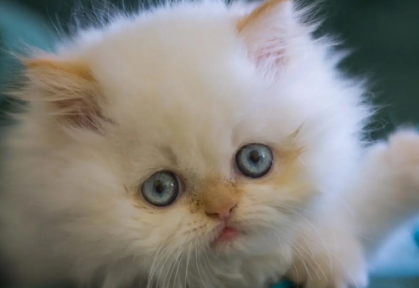 怎么杜绝猫在床上尿?本文给你答案! 怎么杜绝猫在床上尿?本文给你答案!