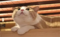 猫传腹传染猫吗