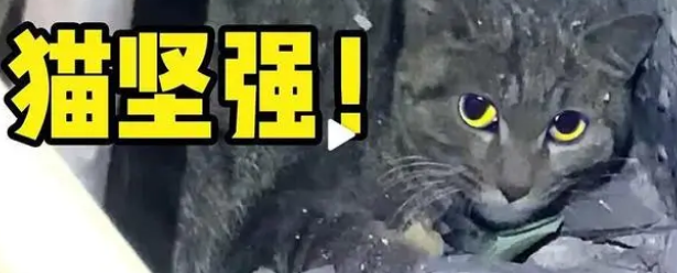 猫坚强!被困通风井3个月,成功获救 猫坚强!被困通风井3个月,成功获救