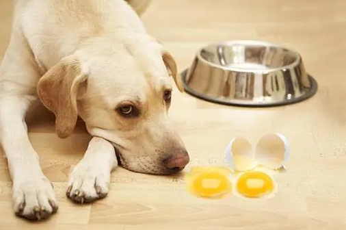 狗可以吃蛋黄吗1