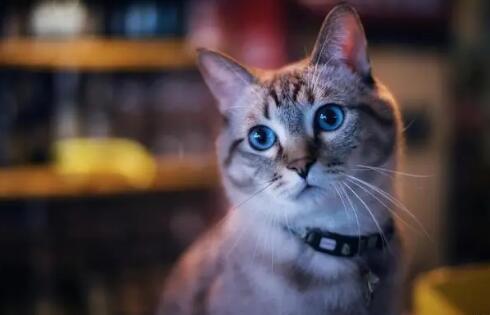 凌晨3一4点猫叫是什么情况 凌晨3一4点猫叫是什么情况