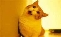 猫几个月下崽