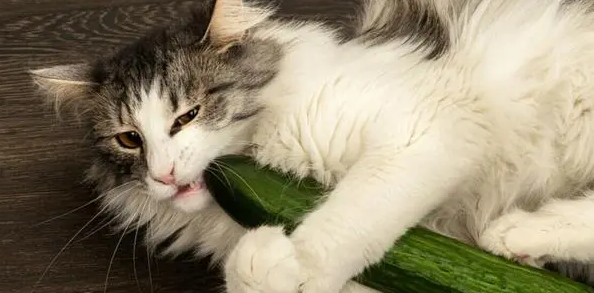 猫为什么怕黄瓜
