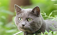 小奶猫打喷嚏能自愈吗