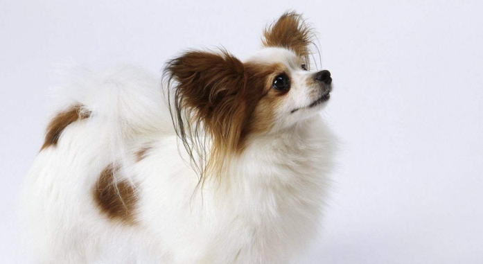 杂交蝴蝶犬多少钱一只 杂交蝴蝶犬多少钱一只