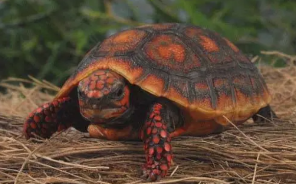 红腿陆龟多大可以繁殖，不来了解一下吗
