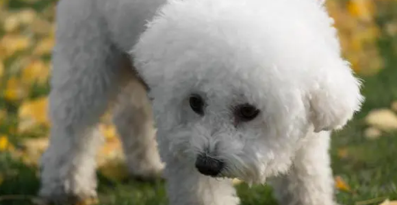 2个月比熊犬怎么看纯不纯?方法在这里 2个月比熊犬怎么看纯不纯?方法在这里