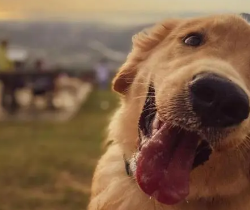 金毛犬一生可以认多少主人？这篇文章告诉你！