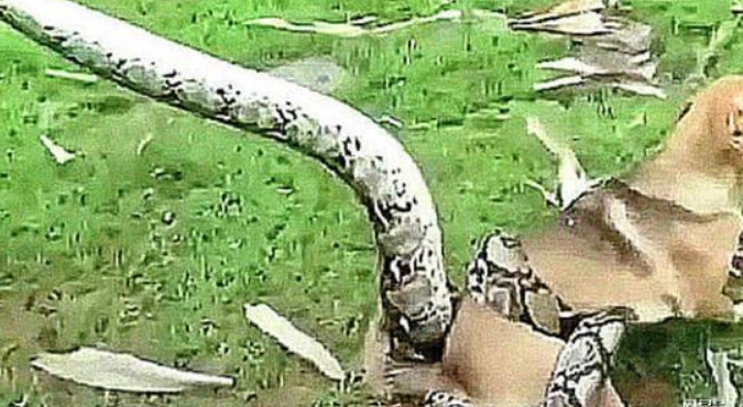 狗狗大中午乱吠叫,想教训它,走到院子里后,赶紧拿铁棍救它 狗狗大中午乱吠叫,想教训它,走到院子里后,赶紧拿铁棍救它