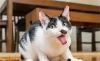 猫咪按哪里催吐比较好